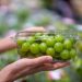 Bahaya Nih! Jangan Abaikan 6 Efek Samping Konsumsi Anggur Hijau Berlebihan, Bikin Sakit Perut