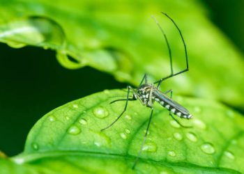 Waspada! 6 Jenis Hewan Ini Rentan Muncul di Musim Hujan, Salah Satunya Nyamuk