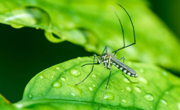 Waspada! 6 Jenis Hewan Ini Rentan Muncul di Musim Hujan, Salah Satunya Nyamuk