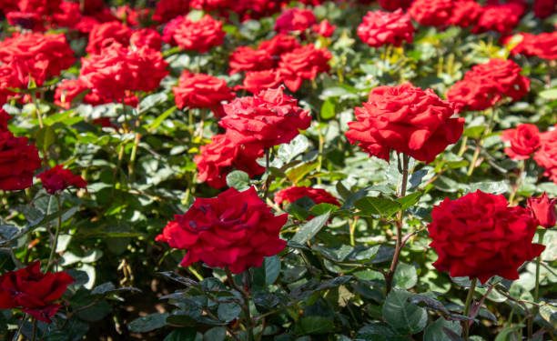 Bukan Hanya Sebagai Tanaman Hias, Bunga Mawar Tawarkan Segudang Manfaat untuk Kesehatan, Cek!