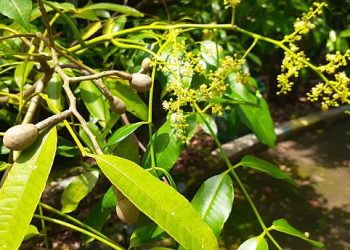 Dapat Mempercepat Perebusan Daging, Inilah Ragam Kegunaan Daun Kedondong untuk Kehidupan Sehari-hari