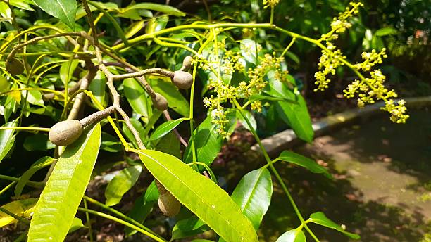 Dapat Mempercepat Perebusan Daging, Inilah Ragam Kegunaan Daun Kedondong untuk Kehidupan Sehari-hari