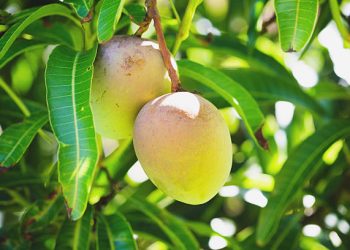 Cek Disini Cara Olah Daun Mangga Jadi Obat Herbal, Cukup Dijadikan Teh hingga Air Rebusan