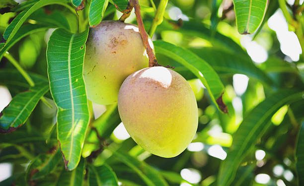 Cek Disini Cara Olah Daun Mangga Jadi Obat Herbal, Cukup Dijadikan Teh hingga Air Rebusan