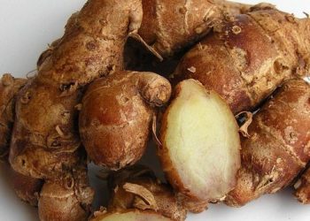 Intip Disini 5 Khasiat Kencur Sebagai Obat Tradisional