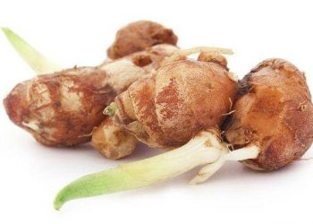 Waspada! Konsumsi Kencur Berlebihan Memicu Timbulnya Efek Samping