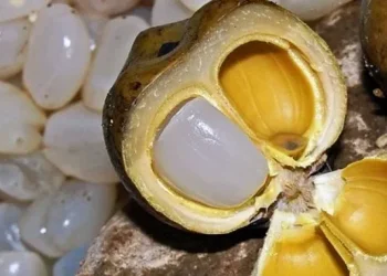 Waspada, Konsumsi Buah Lontar Berlebihan Memicu Timbulnya Efek Samping, Cek!