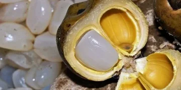 Waspada, Konsumsi Buah Lontar Berlebihan Memicu Timbulnya Efek Samping, Cek!