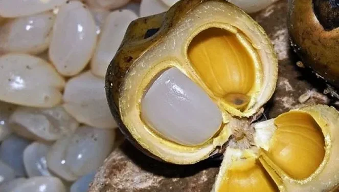 Waspada, Konsumsi Buah Lontar Berlebihan Memicu Timbulnya Efek Samping, Cek!