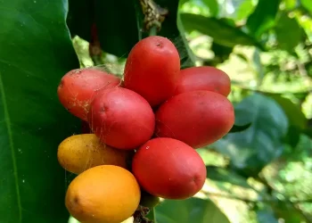 Ampuh Menangkal Radikal Bebas, Cek Manfaat Melinjo untuk Kesehatan