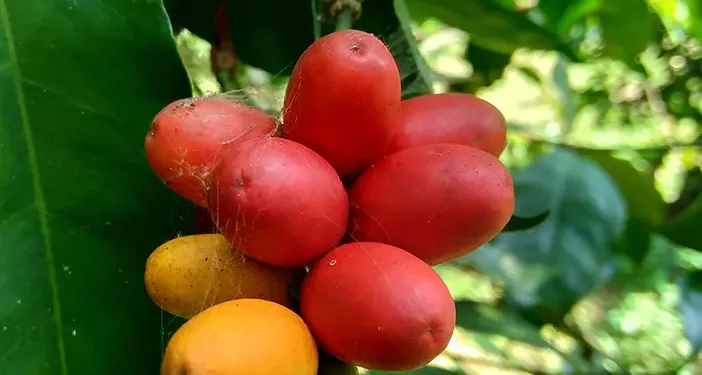 Ampuh Menangkal Radikal Bebas, Cek Manfaat Melinjo untuk Kesehatan