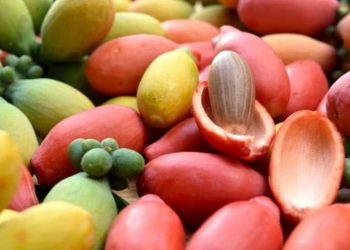 Berbahaya! Cek Disini Efek Samping Konsumsi Melinjo Berlebihan