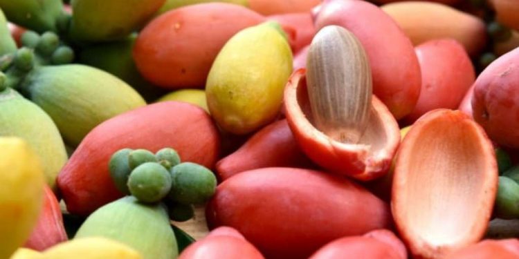 Berbahaya! Cek Disini Efek Samping Konsumsi Melinjo Berlebihan