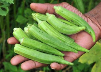 Klaim Segudang Manfaat Okra untuk Kesehatan Kulit, Bisa Cegah Penuaan Dini