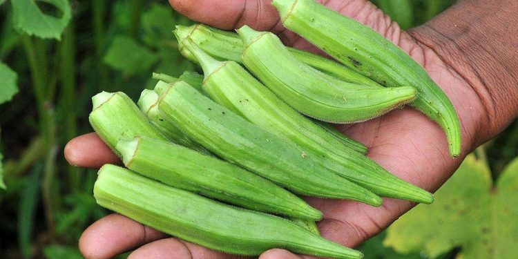 Klaim Segudang Manfaat Okra untuk Kesehatan Kulit, Bisa Cegah Penuaan Dini