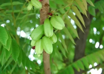 Bukan Daun Biasa, Cek Disini 6 Manfaat Daun Belimbing Wuluh untuk Kesehatan