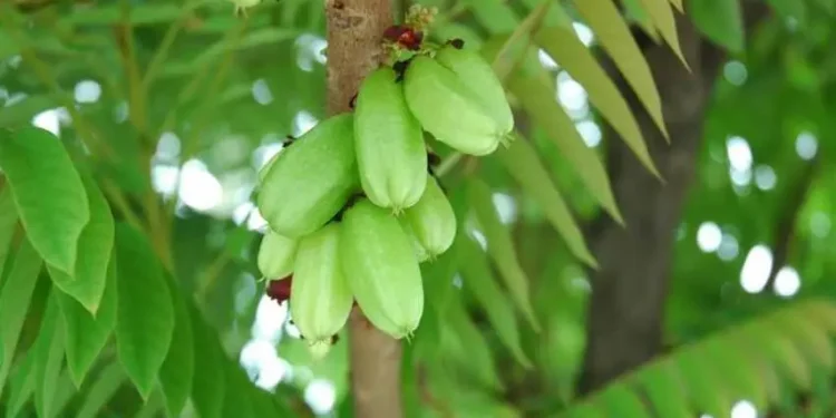 Bukan Daun Biasa, Cek Disini 6 Manfaat Daun Belimbing Wuluh untuk Kesehatan