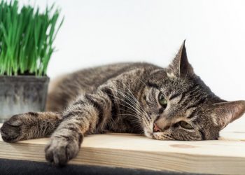 Ada 4 Kebiasaan yang Bisa Membuat Kucing Jadi Muntah, Cek Disini!