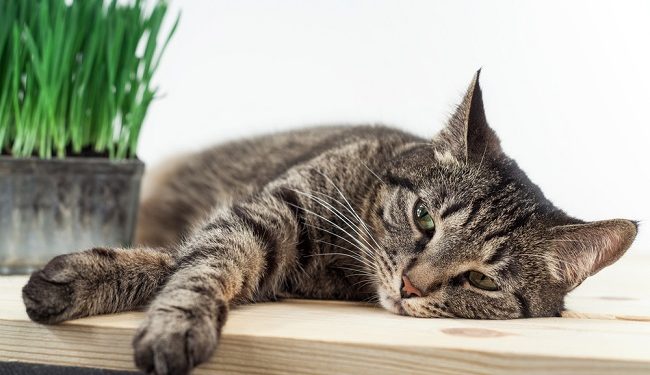 Ada 4 Kebiasaan yang Bisa Membuat Kucing Jadi Muntah, Cek Disini!