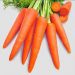 Jangan Abaikan, Mengonsumsi Wortel Berlebihan Bisa Memicu Efek Samping, Cek Disini!