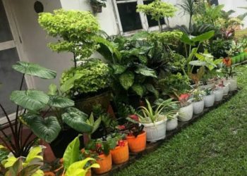 Tak hanya Percantik Pekarangan Rumah, Ini 6 Jenis Tanaman Hias Dipercaya Bisa Membawa Rezeki hingga Keberuntungan