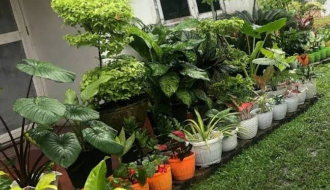 Tak hanya Percantik Pekarangan Rumah, Ini 6 Jenis Tanaman Hias Dipercaya Bisa Membawa Rezeki hingga Keberuntungan