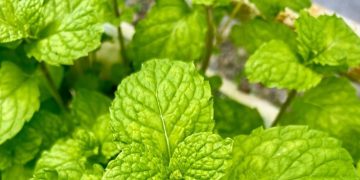 Lagi Batuk Kering? Begini Cara Mengatasinya degan Mudah, Gak Ribet