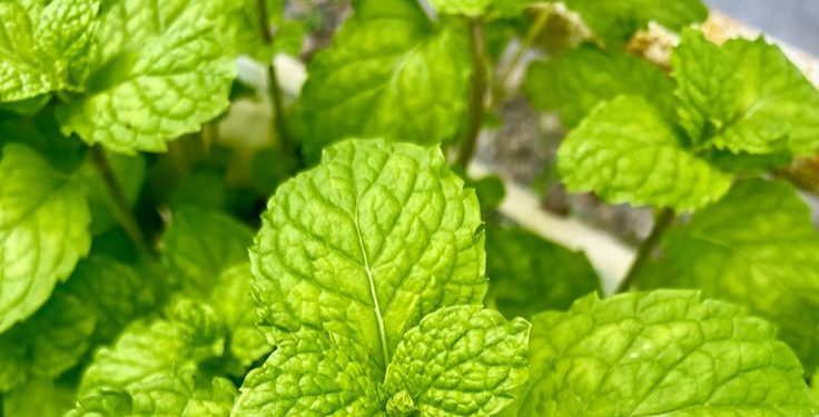 Lagi Batuk Kering? Begini Cara Mengatasinya degan Mudah, Gak Ribet