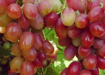 Cek Makanan Sehat Ini! Dapat Menurunkan Kolesterol, Yuk Rutinkan