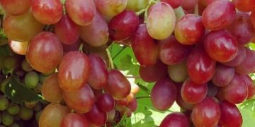 Cek Makanan Sehat Ini! Dapat Menurunkan Kolesterol, Yuk Rutinkan