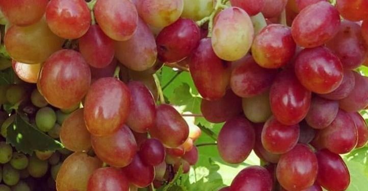 Cek Makanan Sehat Ini! Dapat Menurunkan Kolesterol, Yuk Rutinkan