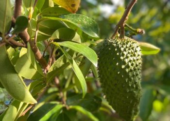 Nafsu Makan Bertambah, Cukup Konsumsi Buah Sirsak Ini, Cek Manfaatnya bagi Ibu Hamil