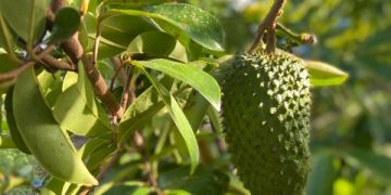 Nafsu Makan Bertambah, Cukup Konsumsi Buah Sirsak Ini, Cek Manfaatnya bagi Ibu Hamil