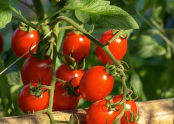 Konsumsi Buah Tomat Bisa Mengontrol Gula Darah, Cek Manfaat Rincinya di Sini