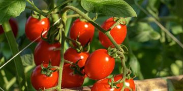 Konsumsi Buah Tomat Bisa Mengontrol Gula Darah, Cek Manfaat Rincinya di Sini