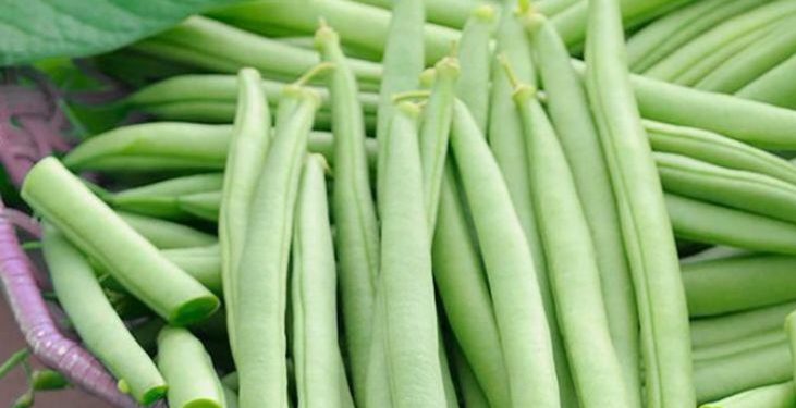 Konsumsi Buncis Baik untuk Kesehatan, Ampuh Mengurangi Gejala Depresi, Ini Manfaat Rincinya