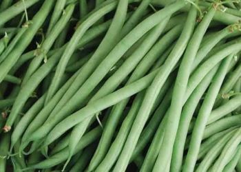 Baik untuk Ibu Hamil, Ini Manfaat Kacang Buncis yang Perlu Diketahui, Yuk Rutinkan