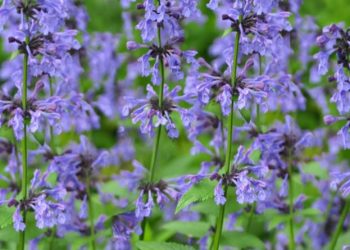 6 Tanaman Bunga Ini Bisa Tahan di Tempat Kering, Cek di Sini! Salah Satunya Catmint