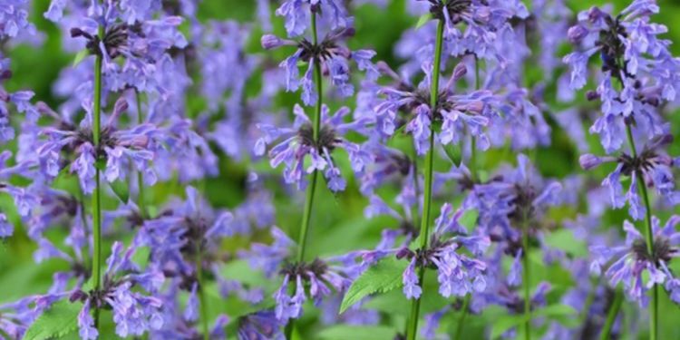 6 Tanaman Bunga Ini Bisa Tahan di Tempat Kering, Cek di Sini! Salah Satunya Catmint