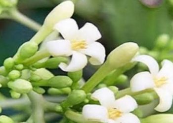 Konsumsi Air Rebusan Bunga Pepaya Dapat Menurunkan Tekanan Darah, Cek Manfaat di Sini