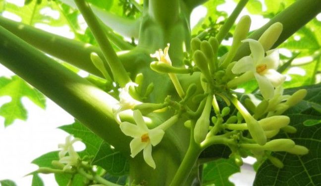 Ini Kelompok yang Perlu Hindari Konsumsi Bunga Pepaya, Salah Satunya Ibu Hamil