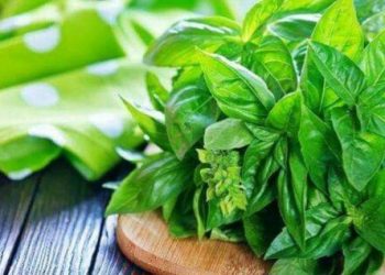 Cek Manfaat di Sini! Daun Kemangi Dapat Mengatasi Kelelahan