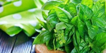 Cek Manfaat di Sini! Daun Kemangi Dapat Mengatasi Kelelahan