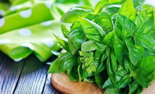 Cek Manfaat di Sini! Daun Kemangi Dapat Mengatasi Kelelahan