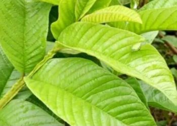 Ampuh Mencegah Obesitas, Cek Manfaat Daun Jambu Biji di Sini, Cukup Konsumsi Rutin