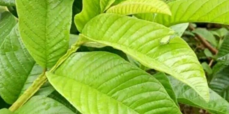 Ampuh Mencegah Obesitas, Cek Manfaat Daun Jambu Biji di Sini, Cukup Konsumsi Rutin