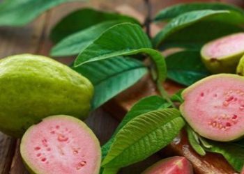 Manfaat Daun Jambu Biji Dapat Mengurangi Tanda Penuaan Dini, Cek Rincinya di Sini