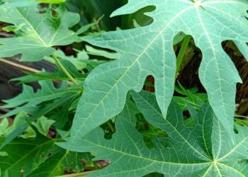 Daun Pepaya Baik untuk Pengobatan Demam Berdarah, Cek Manfaat Lainnya di Sini