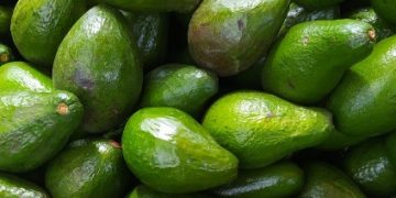 Tidak Baik untuk Pencernaan, Ini Efek Samping dari Buah Alpukat yang Perlu Diketahui