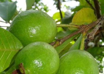 Air Rebusan Daun Jambu Biji Ampuh Menurunkan Gula Darah, Cek Manfaatnya di Sini